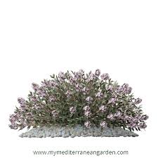 Attēlu rezultāti vaicājumam “Thymus vulgaris”