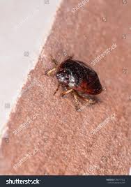 Attēlu rezultāti vaicājumam “Cydnidae”