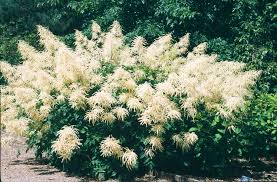 Image result for Aruncus dioicus
