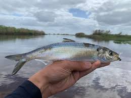 Image result for Alosa aestivalis