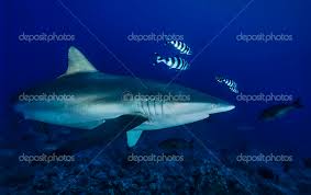 Image result for Carcharhinus falciformis