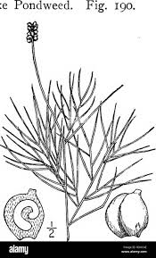 Attēlu rezultāti vaicājumam “Potamogeton trichoides”