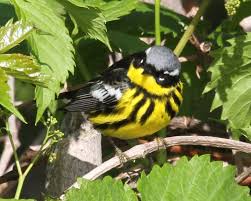 Image result for Dendroica magnolia