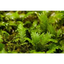 Attēlu rezultāti vaicājumam “Fissidens adianthoides”