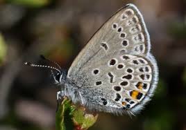 Attēlu rezultāti vaicājumam “Vacciniina optilete underside”