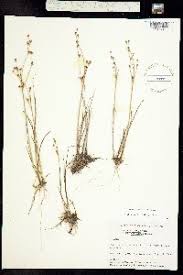 Attēlu rezultāti vaicājumam “Juncus alpinoarticulatus leaf”