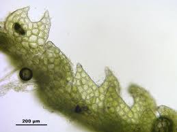 Attēlu rezultāti vaicājumam “Cephalozia connivens macro”