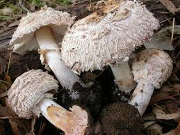 Attēlu rezultāti vaicājumam “Macrolepiota rhacodes var. bohemica”