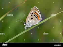 Attēlu rezultāti vaicājumam “Lycaena alciphron”