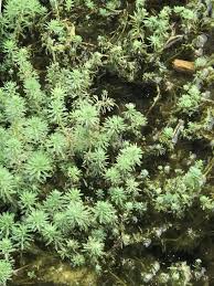 「粉綠狐尾藻」的圖片搜尋結果