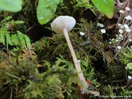 Attēlu rezultāti vaicājumam “Collybia tuberosa”