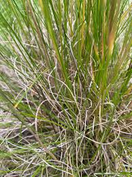 Attēlu rezultāti vaicājumam “Festuca rubra subsp. rubra fruit”