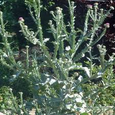 Image result for Onopordum acanthium