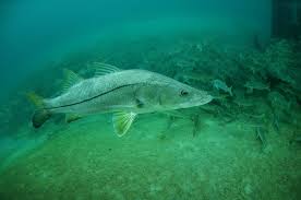 Image result for Centropomus undecimalis