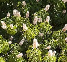 Attēlu rezultāti vaicājumam “Aesculus x neglecta flower”