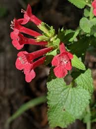 Attēlu rezultāti vaicājumam “Leonurus quinquelobatus flower”