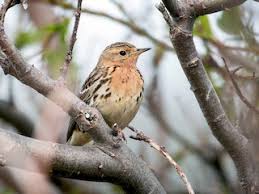 Image result for Anthus cervinus