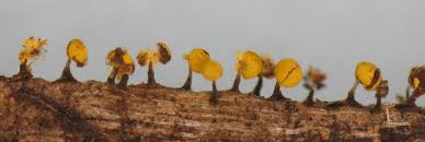 Attēlu rezultāti vaicājumam “Physarum luteolum sessile”