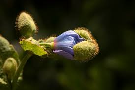 Image result for Meconopsis betonicifolia