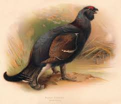 Image result for Tetrao tetrix