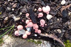 Attēlu rezultāti vaicājumam “Lycogala cf. convexum young”