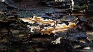 Attēlu rezultāti vaicājumam “Porotheleum fimbriatum”