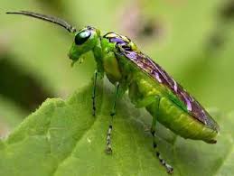 Attēlu rezultāti vaicājumam “Rhogogaster picta”