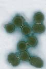 J. Craig Venter Institute creates first synthetic life form ...