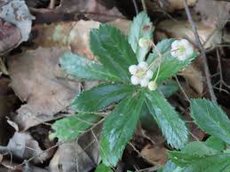 Attēlu rezultāti vaicājumam “Chimaphila umbellata”