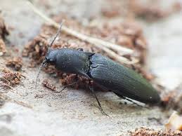 Attēlu rezultāti vaicājumam “Ectinus aterrimus”