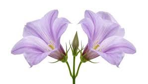 Attēlu rezultāti vaicājumam “Campanulaceae”