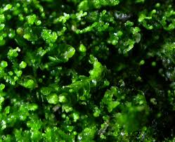 Attēlu rezultāti vaicājumam “Odontoschisma denudatum”