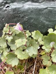 Attēlu rezultāti vaicājumam “Cymbalaria muralis”