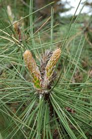 Attēlu rezultāti vaicājumam “Pinus ponderosa fruit”