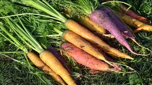 Attēlu rezultāti vaicājumam “Daucus sativus”