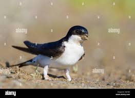 Attēlu rezultāti vaicājumam “Delichon urbicum adult”