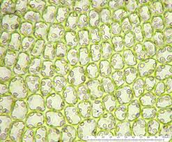 Attēlu rezultāti vaicājumam “Scapania irrigua”