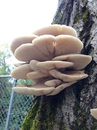Attēlu rezultāti vaicājumam “Pleurotus ostreatus”