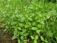 Attēlu rezultāti vaicājumam “Epilobium roseum”