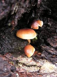 Attēlu rezultāti vaicājumam “Armillaria sp.”