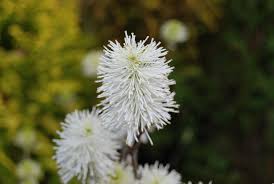 Attēlu rezultāti vaicājumam “Fothergilla major”