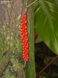 Attēlu rezultāti vaicājumam “Eriophorum gracile fruit”