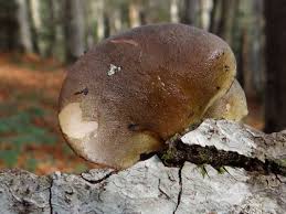 Attēlu rezultāti vaicājumam “Panellus serotinus”