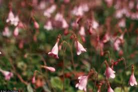 Attēlu rezultāti vaicājumam “Linnaea borealis fruit”