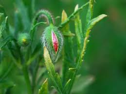 Attēlu rezultāti vaicājumam “Knautia arvensis bud”