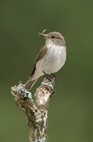 Attēlu rezultāti vaicājumam “Muscicapa striata adult”