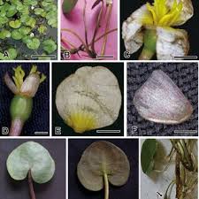 Attēlu rezultāti vaicājumam “Hydrocharis morsus-ranae bud”