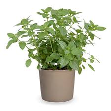 Attēlu rezultāti vaicājumam “Ocimum basilicum”