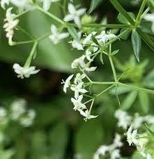 Attēlu rezultāti vaicājumam “Galium album flower”