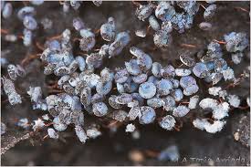 Attēlu rezultāti vaicājumam “Physarum pezizoideum macro”